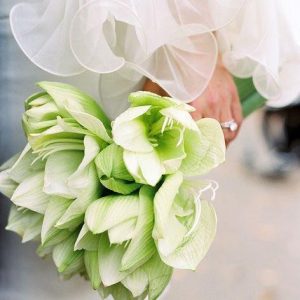 グリーンのアマリリスと白い花嫁💖