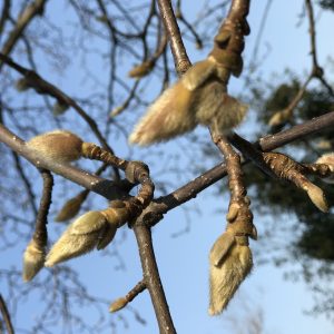 てくてく花散歩🌼 ハクモクレン(白木蓮)