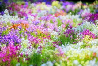 すべての花の画像 ユニークリナリア 花屋