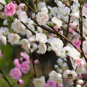 花桃は、その美しさと独特の魅力によって人々を魅了しています。