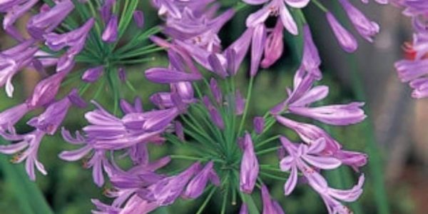 7月に咲く花 アガパンサス 胡蝶蘭通販専門店 グレイスフラワー ブログ